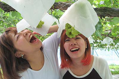 収穫体験／日本最古の油田散策